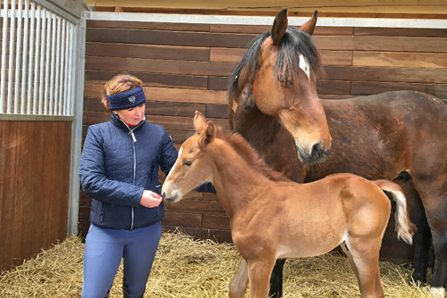 Svartvik Stables